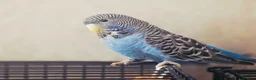 Budgerigars birds for sale: Rare Blackface Split Hago Budgies Available - Advert 6