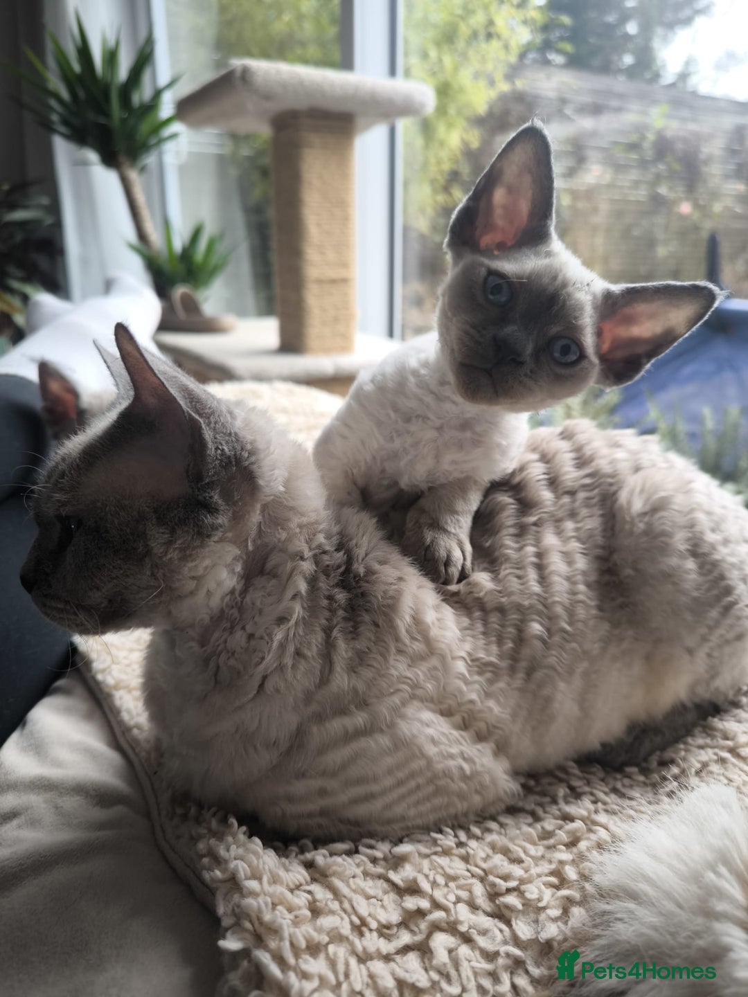 Devon Rex cats for sale: Devon Rex💕Blue Point Lynx Girl🩷Blue Point Boy💙 - Advert 14