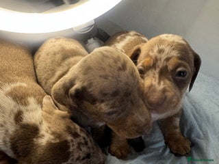 Miniature Dachshund dogs 6 Miniature Dachshund babies - Advert 17