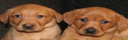 Labrador Retriever dogs for sale: Red Fox Labs : Health Checked-KC Reg-FTCH Pedigree - Advert 8