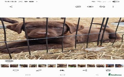 Labrador Retriever dogs for sale: KC REG.. READY NOW!. CHOCOLATE LABRADOR  - Image 11