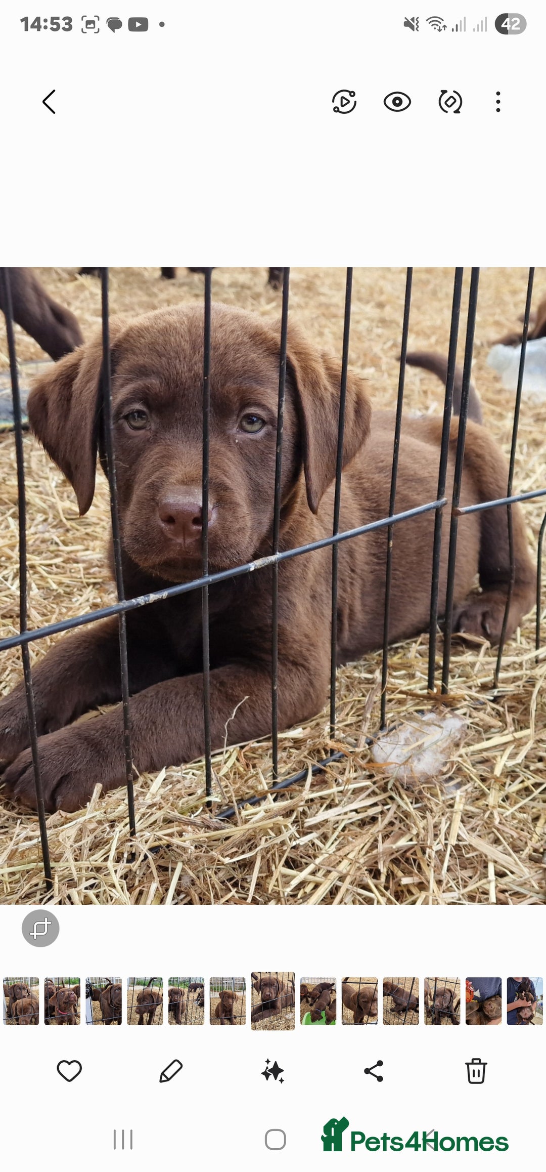 Labrador Retriever dogs for sale: KC REG.. READY NOW!. CHOCOLATE LABRADOR  - Image 11