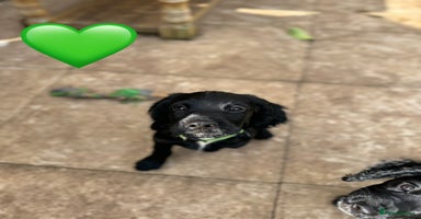 Cocker Spaniel dogs - Advert 11