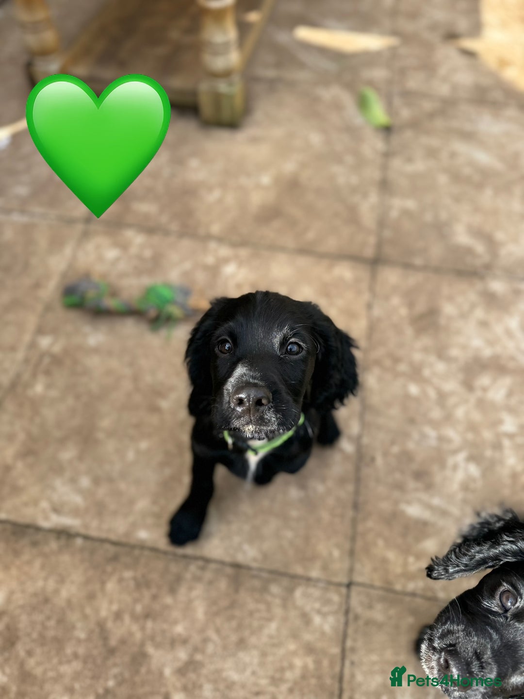Cocker Spaniel dogs for sale: Cocker Spaniels For Sale - Image 2