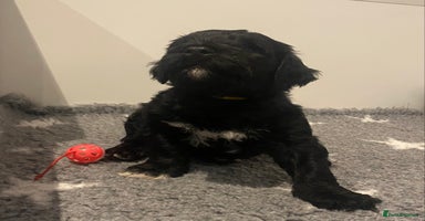 Portuguese Water Dog dogs - Advert 13