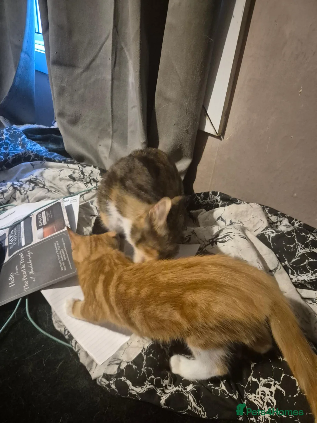 Mixed Breed cats for sale: Female kitten for sale - Advert 2