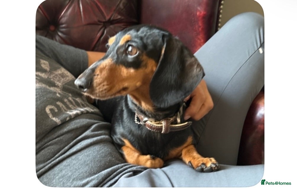 Miniature Dachshund dogs Miniature Dachshund, London, KC Registered - Advert 17