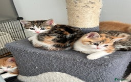 Domestic Shorthair cats for sale: 2 Male 2 female kittens for sale - Image 12