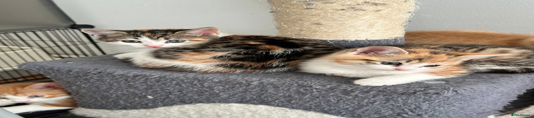 Domestic Shorthair Kitten 4