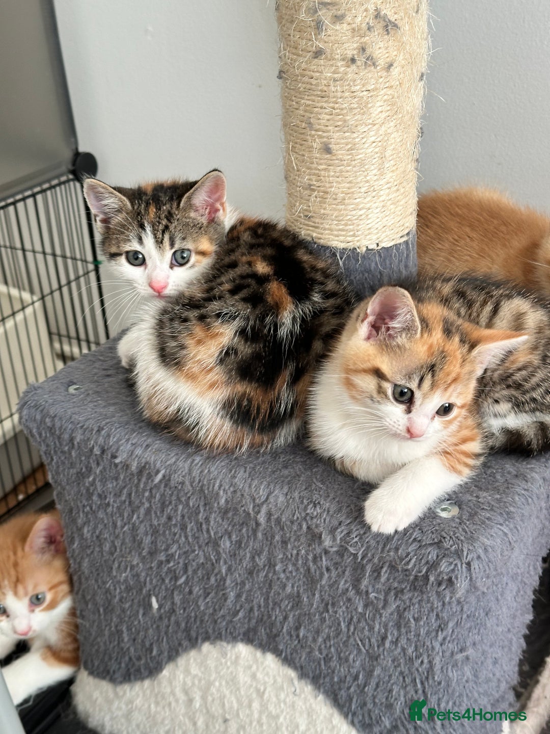 Domestic Shorthair cats for sale: 2 Male 2 female kittens for sale - Image 12