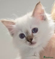 Ragdoll cats PEDIGREE GCCF REG CHAMPION LINE RAGDOLL KITTENS - Advert 2