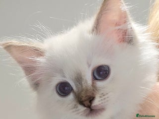 Ragdoll cats 'REDUCED' PEDIGREE GCCF REG CHAMPION LINE RAGDOLLS - Advert 16