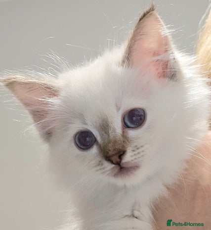 Ragdoll cats 'REDUCED' PEDIGREE GCCF REG CHAMPION LINE RAGDOLLS - Advert 1