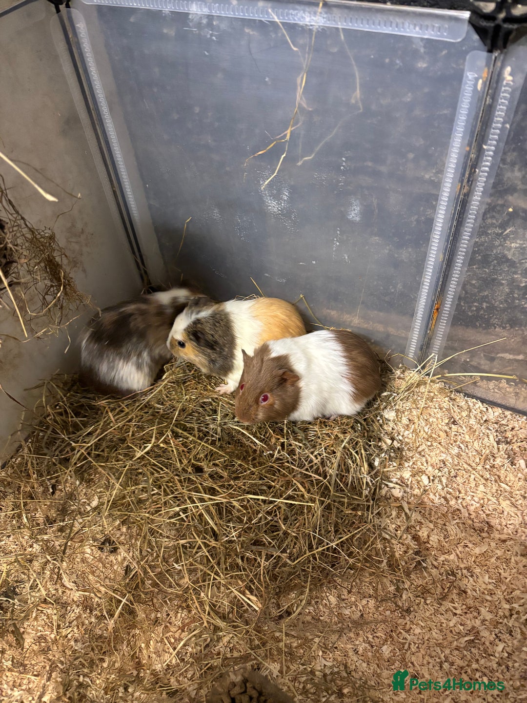 Guinea Pig rodents for sale: Beautiful baby female guinea pigs  - Advert 1