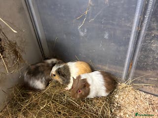 Guinea Pig rodents Beautiful baby female guinea pigs - Advert 2