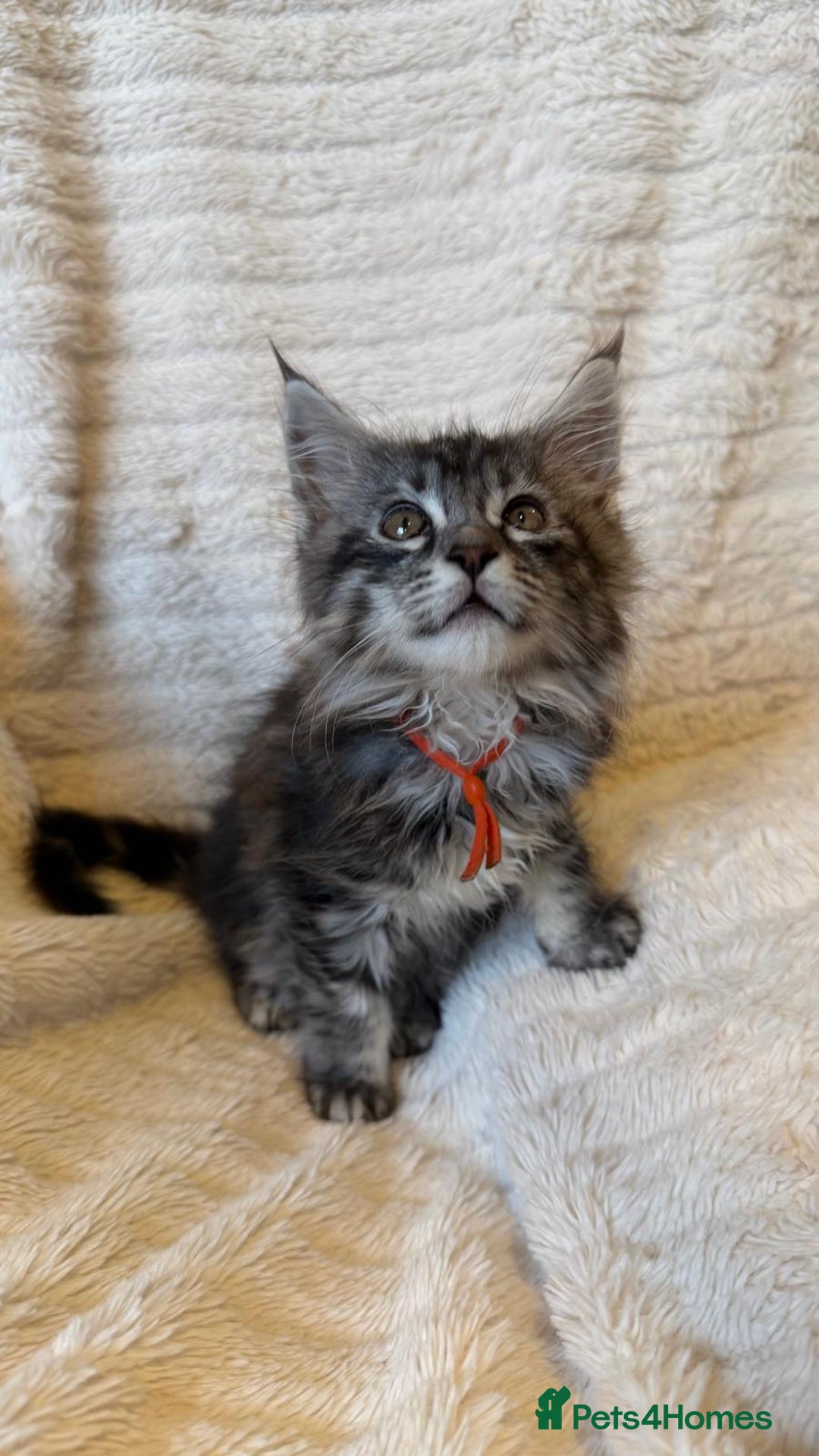 Maine Coon cats for sale: Beautiful friendly Maine Coon cross Kittens  - Advert 28