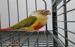 Conures birds for sale: Male conure parrot - Image 1