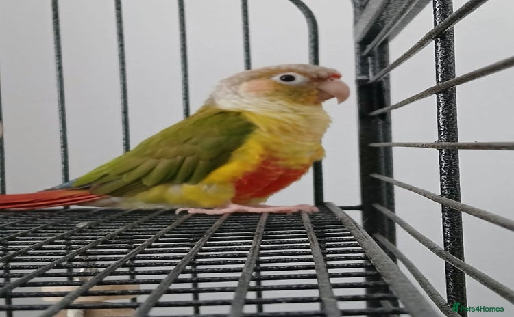 Conures birds - Advert 1
