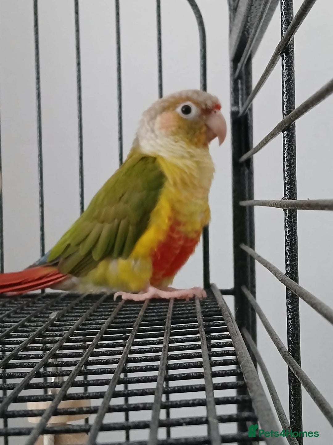 Conures birds for sale: Male conure parrot - Image 1
