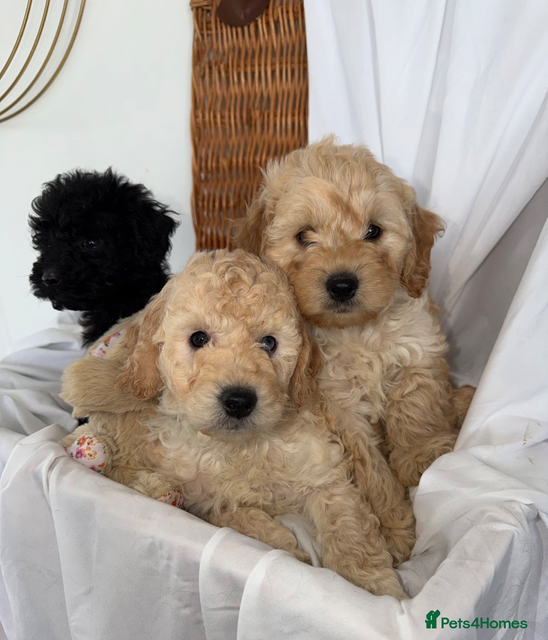 Cockapoo dogs Cockapoo puppies  - Advert 15