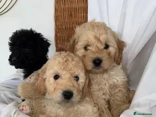Cockapoo dogs Cockapoo puppies - Advert 15
