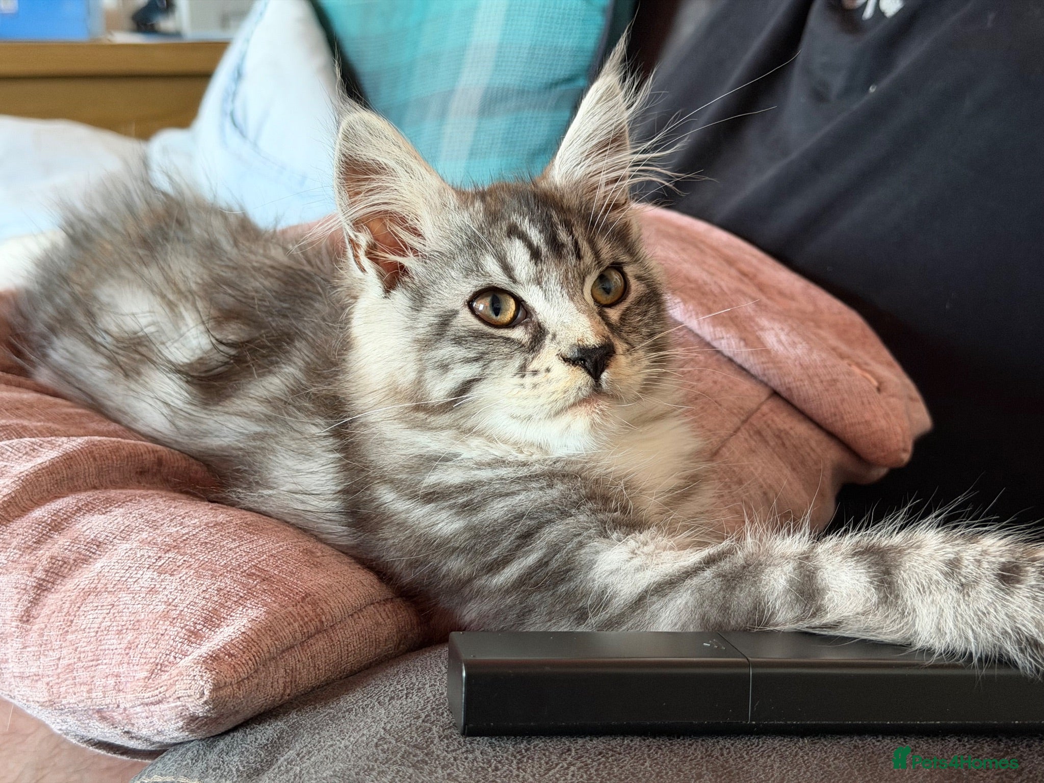 Maine Coon cats Pedigree Maine Coon kittens  - Advert 2