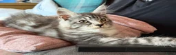 Maine Coon cats for sale: Pedigree Maine Coon kittens  - Advert 2