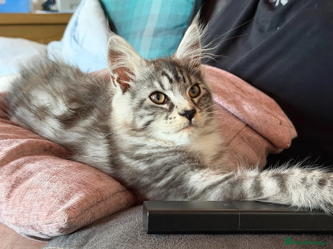 Maine Coon cats for sale: Pedigree Maine Coon kittens  - Advert 2