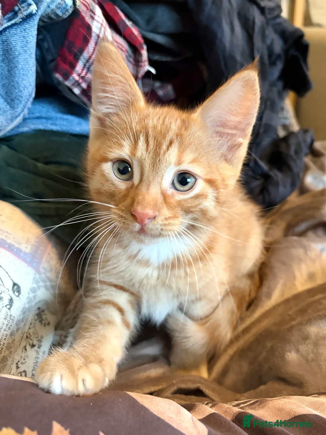 Mixed Breed cats for sale: Gorgeous Ginger Kitten - Advert 2