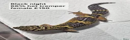 Leopard Gecko reptiles for sale: Black night leopard geckos  - Advert 13