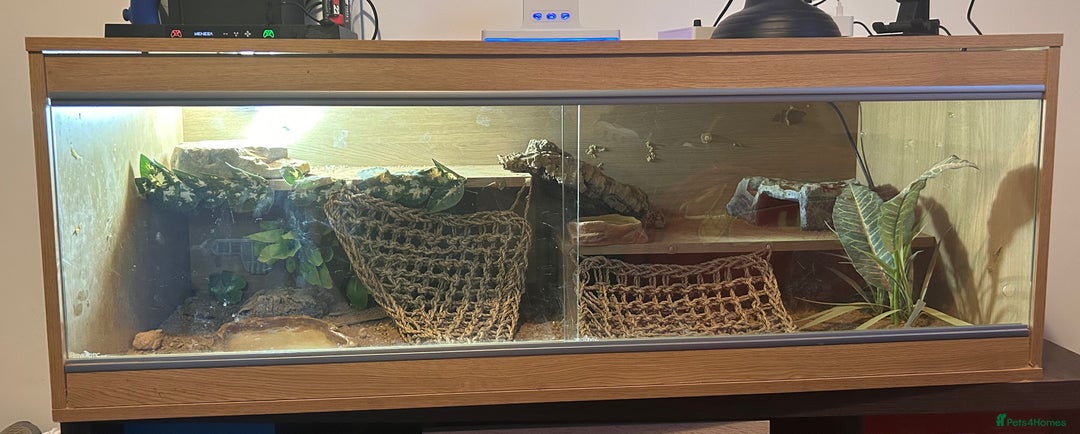 Bearded Dragon reptiles for sale: Blue Bar Breaded Dragon with Vivarium - Advert 8