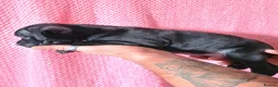 Staffordshire Bull Terrier dogs for sale: Staffs for sale  in York - Advert 5