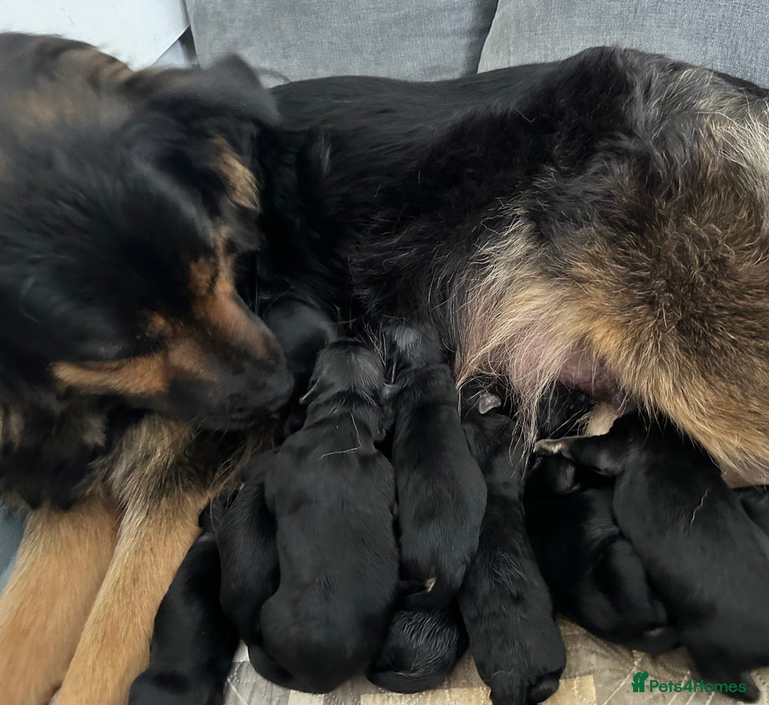 Mixed Breed dogs for sale: German shepherd pups  - Image 14