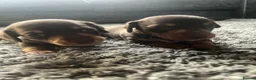 Miniature Dachshund dogs for sale: Minature dachshund  - Advert 8