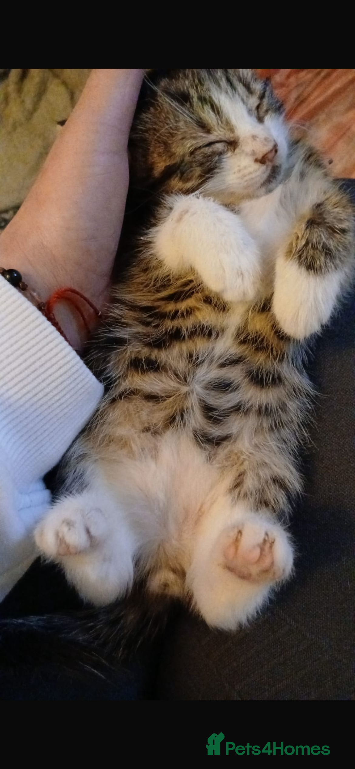 Domestic Shorthair cats Female tabby kitten - Advert 10