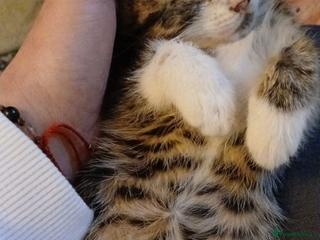 Domestic Shorthair cats Female tabby kitten - Advert 10