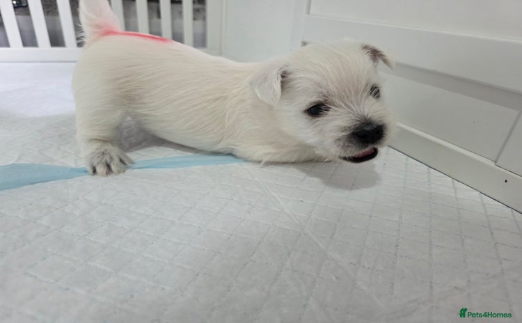 West Highland Terrier dogs - Advert 1