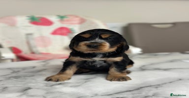 Cocker Spaniel dogs - Advert 2