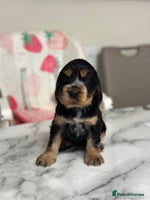 Cocker Spaniel dogs - Advert 2