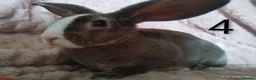 Rex rabbits for sale: 4 baby female Rex's - Advert 14
