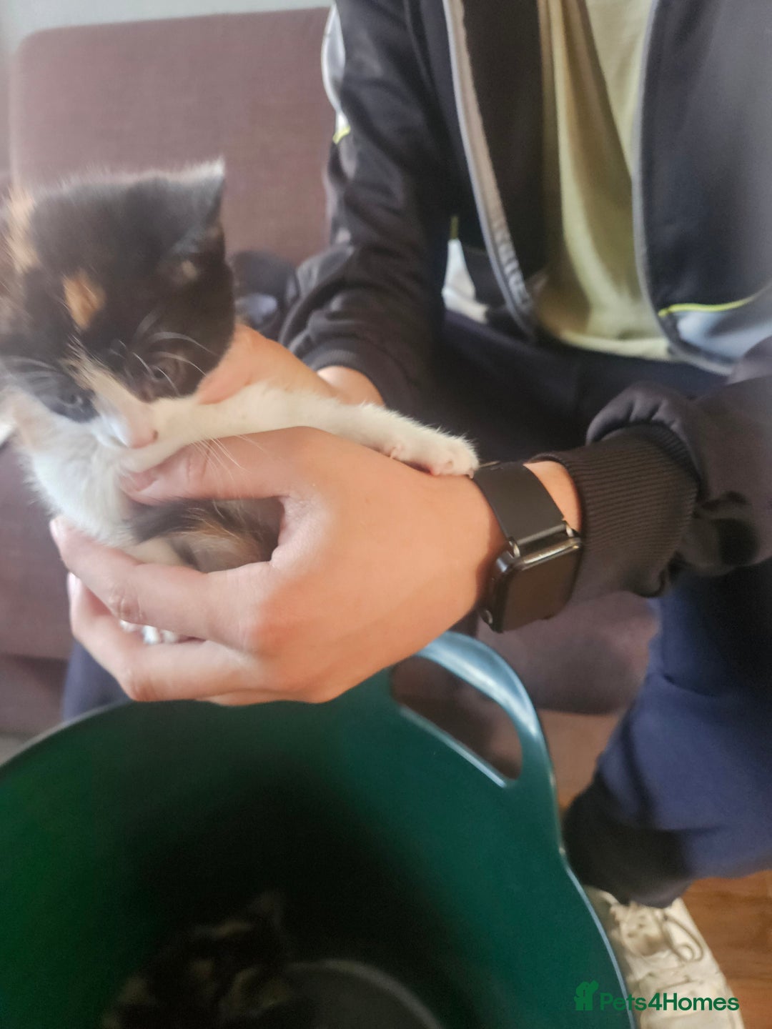 Mixed Breed cats for sale: 3kitten - Image 3