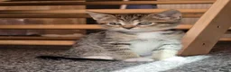 Bengal cats for sale: Bengal x tabby kittens  - Advert 4