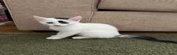Mixed Breed cats for sale: Kittens  - Advert 9