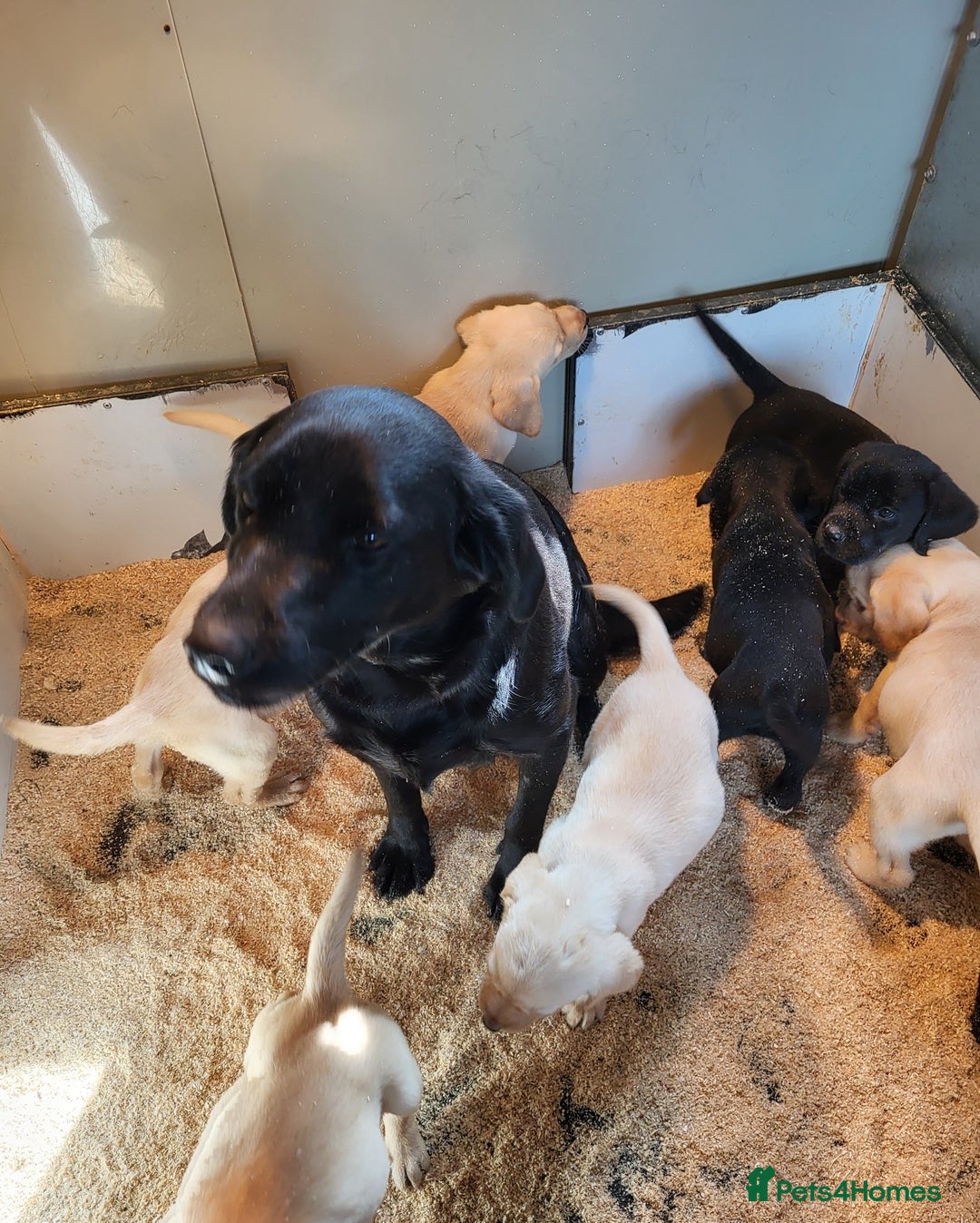 Labrador Retriever dogs for sale: Perfect Charming Litter Labrador Retriever Puppies - Image 1