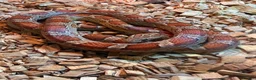 Corn Snake reptiles for sale: Anery and Common Corn Snakes  in Carterton - Advert 2