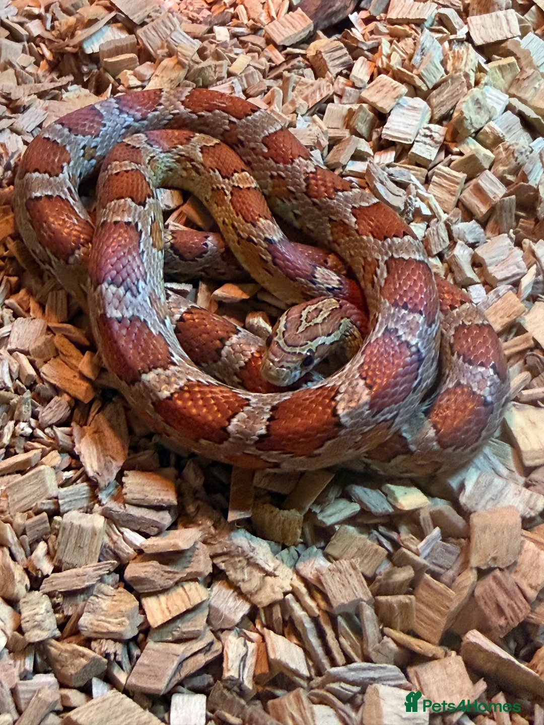 Corn Snake reptiles for sale: Anery and Common Corn Snakes  in Carterton - Advert 2