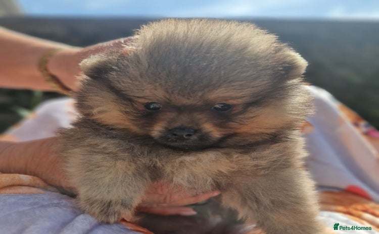 Pomeranian dogs - Advert 5