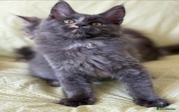 Maine Coon cats for sale: European Blood Lines GCCF Reg Main Coon Kittens  - Image 4