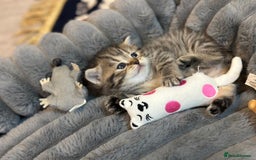 British Shorthair cats for sale: British Shorthair kittens  - Image 28