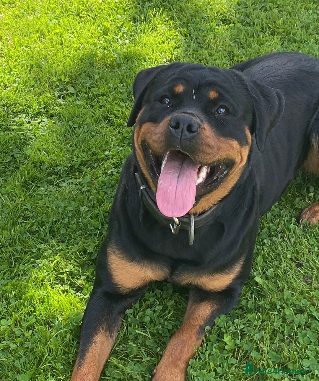 Rottweiler dogs for sale: Outstanding litter of Rotweiller Puppies  - Image 6
